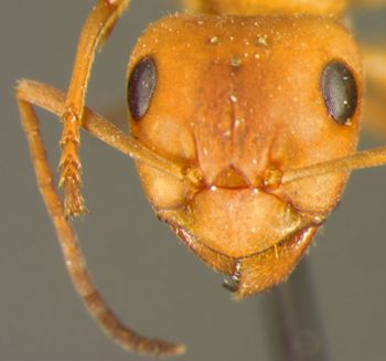 Media type: image; Entomology 21722   Aspect: head frontal view